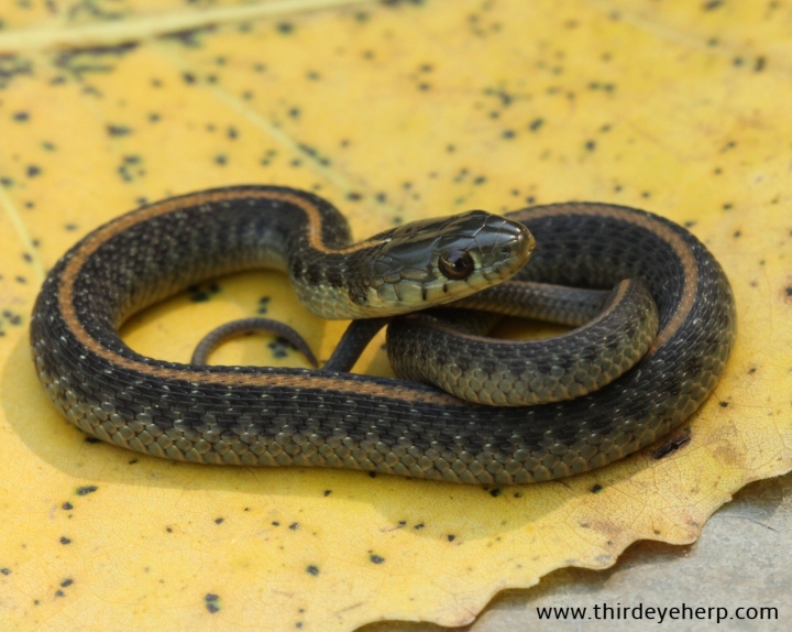 Santa Cruz Garter Snake